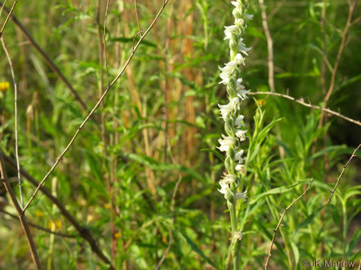 image of Spiranthes vernalis, Spring Ladies'-tresses