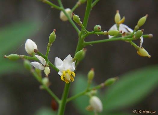 image of Nandina domestica, Nandina, Heavenly-bamboo, Sacred-bamboo