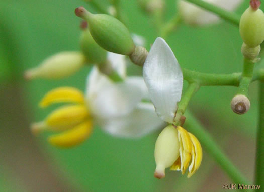 image of Nandina domestica, Nandina, Heavenly-bamboo, Sacred-bamboo