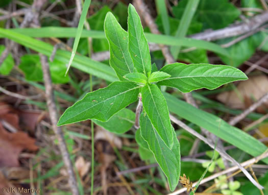 image of Ruellia caroliniensis, Carolina Wild-petunia, Common Wild-petunia, Hairy Ruellia