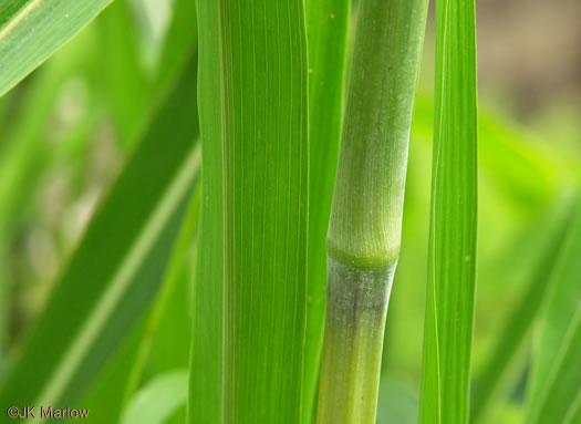 image of Sorghum halepense, Johnsongrass