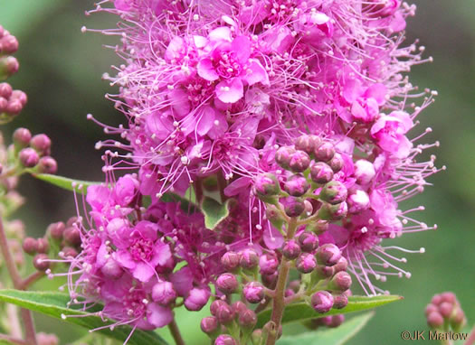 image of Spiraea alba, Narrowleaf Meadowsweet, Pipestem