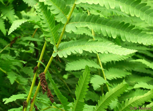 image of Claytosmunda claytoniana, Interrupted Fern