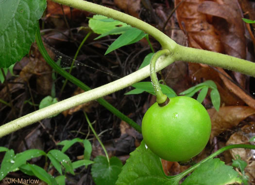 image of Podophyllum peltatum, May-apple, American Mandrake