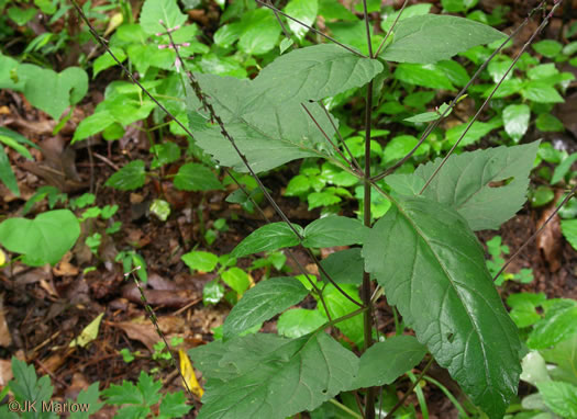 image of Phryma leptostachya, American Lopseed