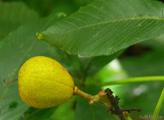 image of Aesculus sylvatica, Painted Buckeye