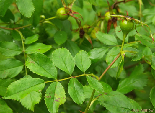 Rosa carolina ssp. carolina, Carolina Rose