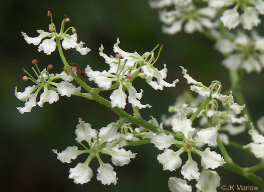 image of Melanthium hybridum, Crisped Bunchflower, Broadleaf Bunchflower, Slender Bunchflower