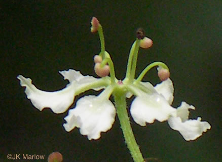 image of Melanthium hybridum, Crisped Bunchflower, Broadleaf Bunchflower, Slender Bunchflower