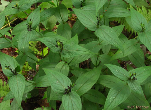 image of Spigelia marilandica, Indian-pink, Woodland Pinkroot, Wormgrass