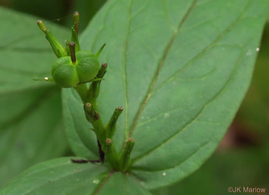 image of Spigelia marilandica, Indian-pink, Woodland Pinkroot, Wormgrass