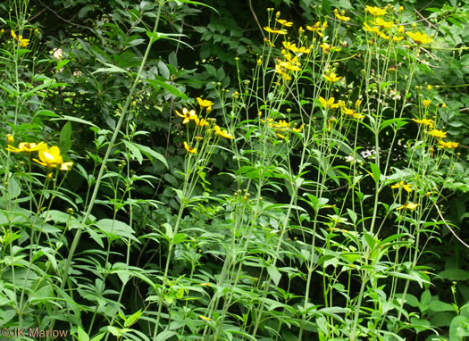 image of Coreopsis tripteris, Tall Coreopsis, Tall Tickseed, Threeleaf Tickseed