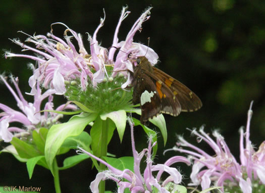 image of Monarda fistulosa +, Wild Bergamot