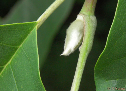 image of Magnolia acuminata var. acuminata, Cucumber Magnolia, Cucumber-tree