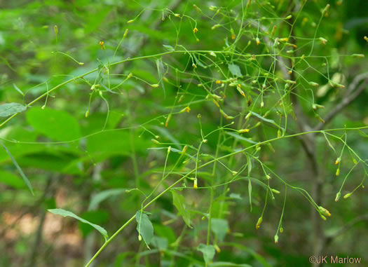 image of Hieracium paniculatum, Leafy Hawkweed, Panicled Hawkweed, Allegheny Hawkweed