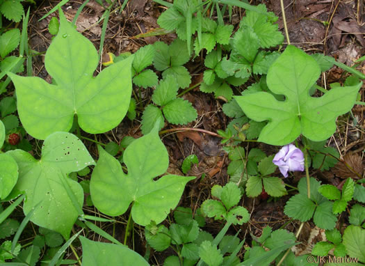 image of Ipomoea hederacea, Ivyleaf Morning Glory