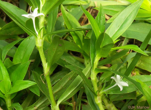 image of Diodia virginiana, Virginia Buttonweed, Large Buttonweed