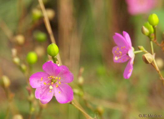 Appalachian Fameflower (Talinum teretifolium)