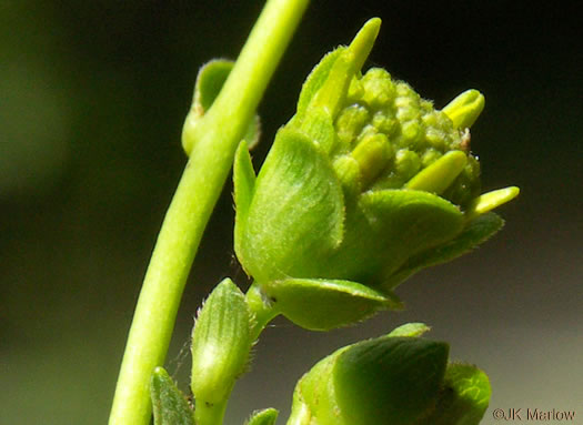 image of Silphium compositum var. compositum, Carolina Rosinweed, Compassplant, Rhubarb-leaved Rosinweed