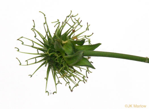 Geum virginianum, Pale Avens, Cream Avens