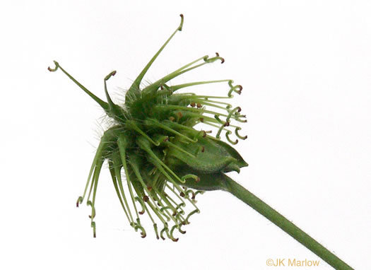 Geum virginianum, Pale Avens, Cream Avens