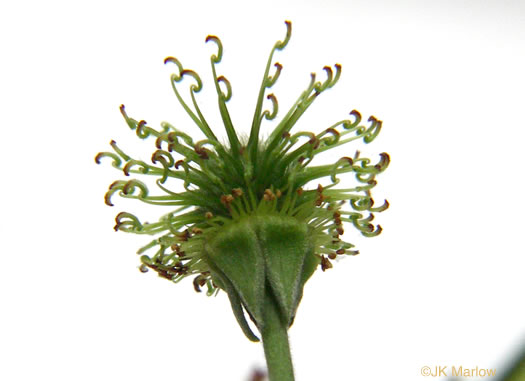 image of Geum virginianum, Pale Avens, Cream Avens