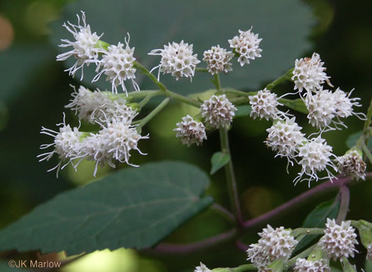 image of Ageratina altissima, Common White Snakeroot, Common Milk-poison