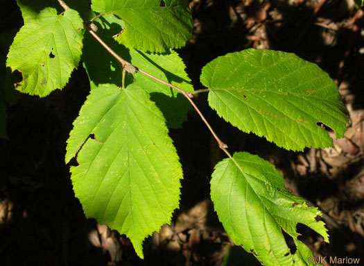 image of Corylus cornuta var. cornuta, Beaked Hazelnut