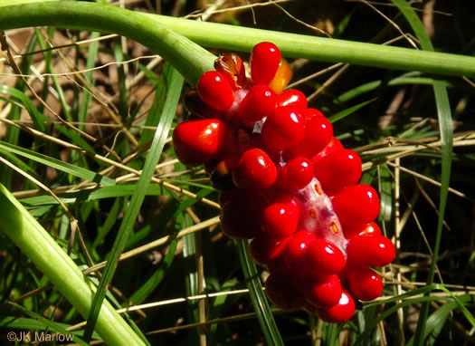 image of Arisaema triphyllum, Common Jack-in-the-Pulpit, Indian Turnip