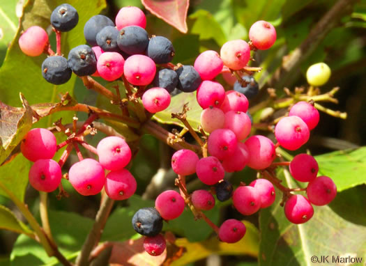 image of Viburnum cassinoides, Northern Wild Raisin, Witherod, Shonny Haw, Shawnee Haw