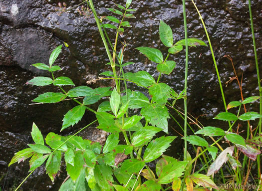 image of Oxypolis rigidior, Cowbane, Pig-potato, Stiff Cowbane