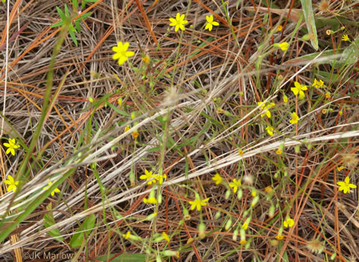 image of Croptilon divaricatum, Scratch-daisy, Goldenweed, Slender Scratch-daisy