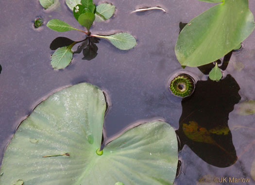 image of Nuphar advena, Spatterdock, Broadleaf Pondlily, Cow-lily, Yellow Pond Lily