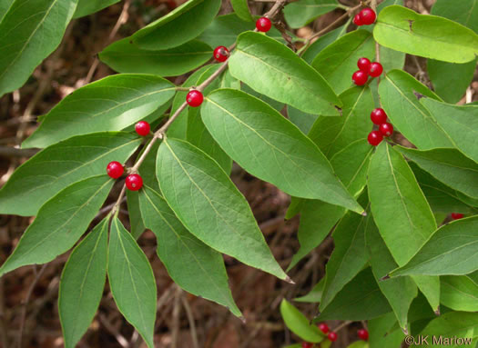 image of Lonicera maackii, Amur Bush-honeysuckle, Amur Honeysuckle