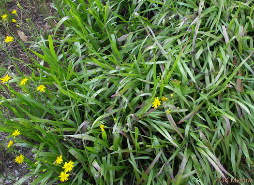 Pityopsis nervosa, Common Silkgrass, Grassleaf Goldenaster