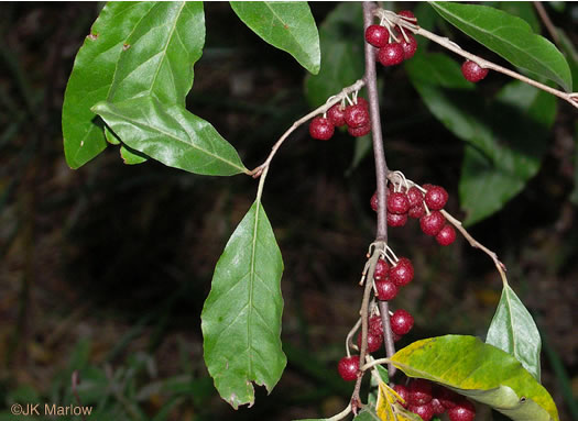 image of Elaeagnus umbellata, Autumn-olive, Spring Silverberry, Oriental Silverleaf