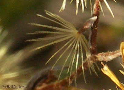 image of Pityopsis aspera var. adenolepis, Carolina Silkgrass, Pineland Silkgrass, Grassleaf Goldenaster