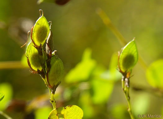 legume