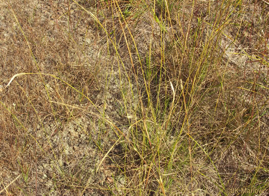 image of Sporobolus clandestinus, Rough Dropseed