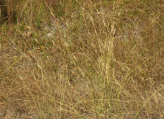 image of Sporobolus clandestinus, Rough Dropseed