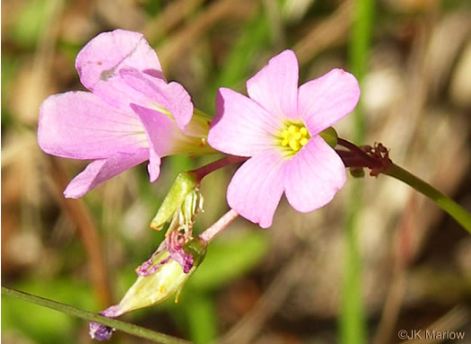 image of Oxalis violacea, Violet Wood-sorrel