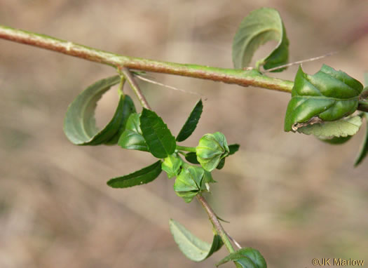 Sida spinosa, Prickly Fanpetals, Prickly Sida, Prickly Mallow, False-mallow