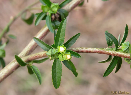 Sida spinosa, Prickly Fanpetals, Prickly Sida, Prickly Mallow, False-mallow