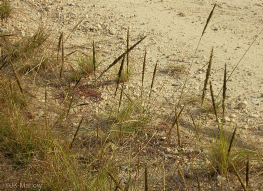 image of Tridens strictus, Longspike Tridens, Longspike Fluffgrass, Spike Triodia