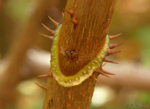 prickles