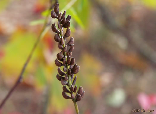 legume