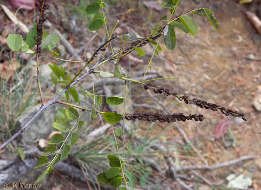 image of Amorpha fruticosa, False Indigo, Tall Indigo-bush, False Indigo-bush