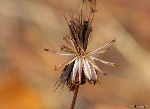 image of Bidens frondosa, Devil's Beggarticks, Annual Beggarticks