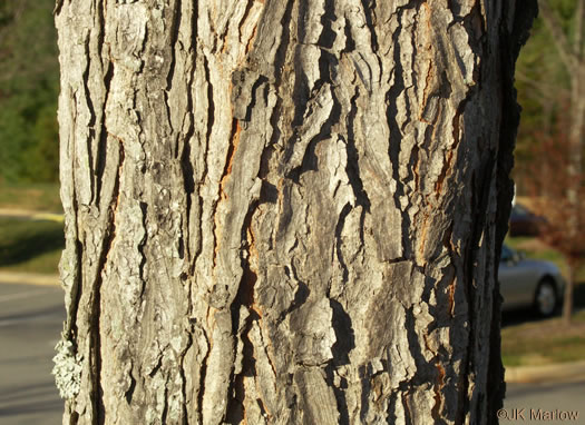 image of Gymnocladus dioicus, Kentucky Coffeetree, Kentucky Mahogany