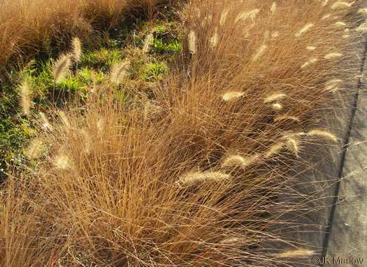 image of Cenchrus purpurascens, Chinese Fountaingrass, Black Fountaingrass, Foxtail Fountaingrass